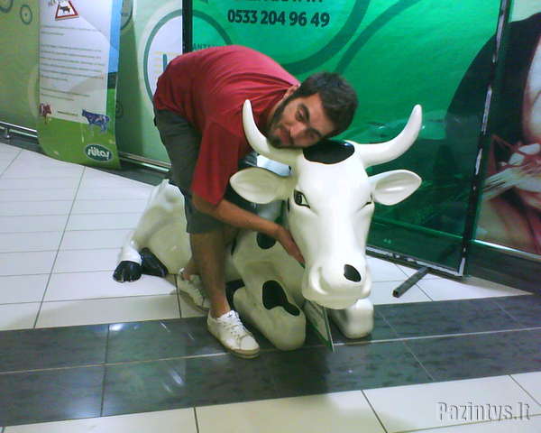 I Like Cow\'s :)